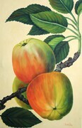 Apples - Botanical   24x36