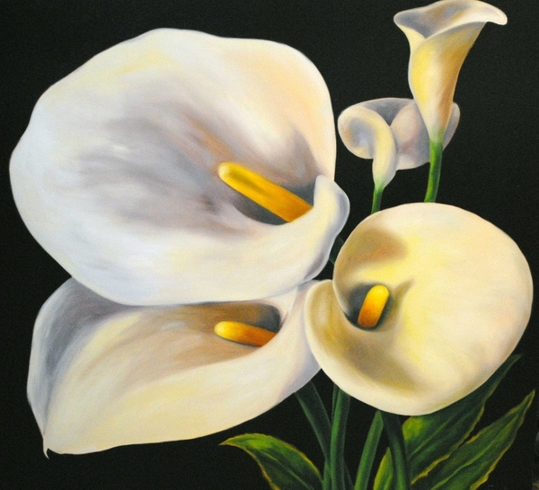 Pure Calla  42x42