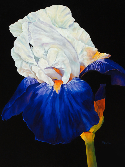 'Iris, Queen of flowers"   44X60   $3.900