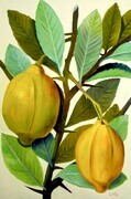 Lemons - Botanical  24x36