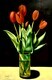 Red on Black (Tulips)  32x48   CAD $2.900