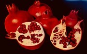 Royal Pomegranates   32x48